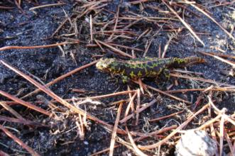 Rota - PR 8 Trilho da Chão de Carreço - Carreço| Viana do Castelo| Alto Minho| Portugal