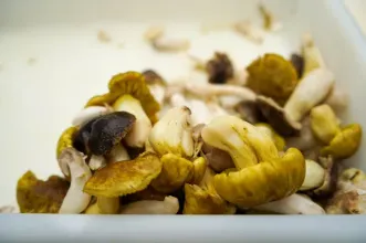 Rota - Percurso do Míscaro e do Vouga  - Rãs| Sátão| Viseu Dão Lafões| Portugal