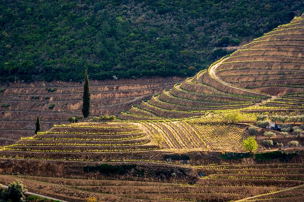 Rota - PR2 AMM-TRC Douro e Cister - Folgosa| Armamar| Douro| Portugal