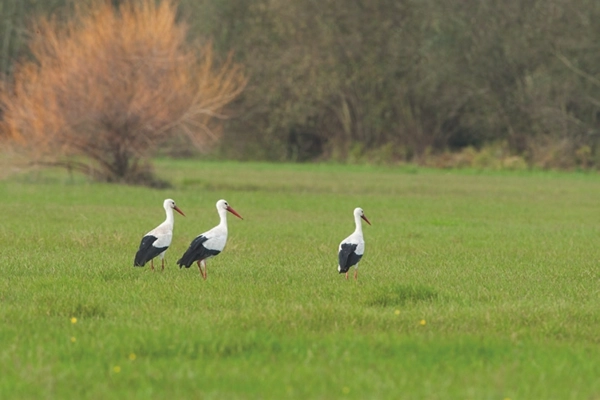 Rota - PR3 ABL Trilho das Cegonhas - Angeja| Albergaria-A-Velha| Região de Aveiro| Portugal