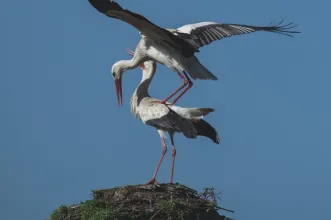 Rota - PR3 ABL Trilho das Cegonhas - Angeja| Albergaria-A-Velha| Região de Aveiro| Portugal