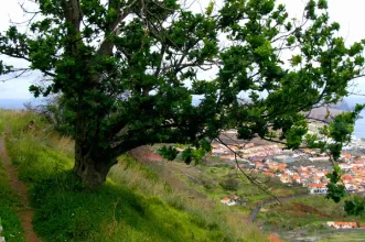 Route - Levada do Caniçal  - Caniçal | Machico| Região Autónoma da Madeira| Portugal
