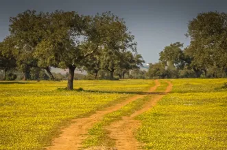 Rota - PR3 BJA Pelos Montes do Cantinho da Ribeira - Trindade| Beja| Baixo Alentejo| Portugal
