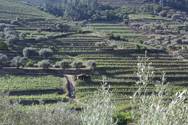 Rota - PR4 CRZ Trilho da Fraga das Ferraduras - Ribalonga| Carrazeda de Ansiães| Douro| Portugal