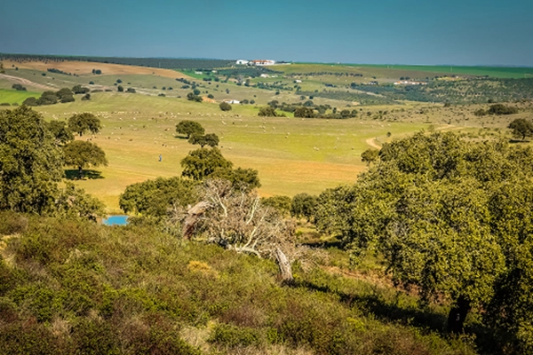 Rota - PR3 BJA Pelos Montes do Cantinho da Ribeira - Trindade| Beja| Baixo Alentejo| Portugal