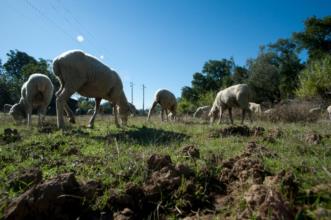 Rota - PR2 SRD Trilho do Pastor - Sardoal| Portugal