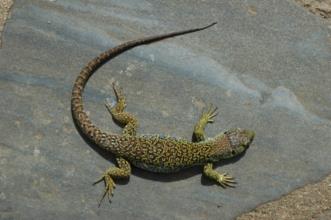 Rota - PR2 SRD Trilho do Pastor - Sardoal| Portugal