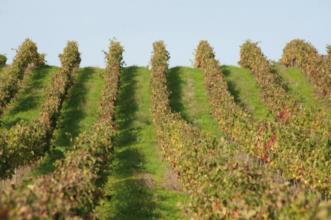 Rota - PR3 SRD Do Pão ao Vinho - Sardoal| Sardoal| Médio Tejo| Portugal
