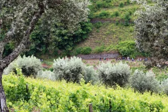 Rota - PR2 SMP - Trilho das Belas Vistas  - Fornelos | Santa Marta de Penaguião| Douro| Portugal