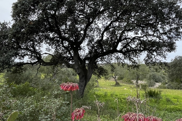 Route - PR2 FAR – Caminhos de Bordeira - Bordeira| Faro| Algarve| Portugal