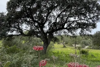 Route - PR2 FAR – Caminhos de Bordeira - Bordeira| Faro| Algarve| Portugal