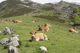 Rota - Demués - Los Lagos - Onís| Asturias| España