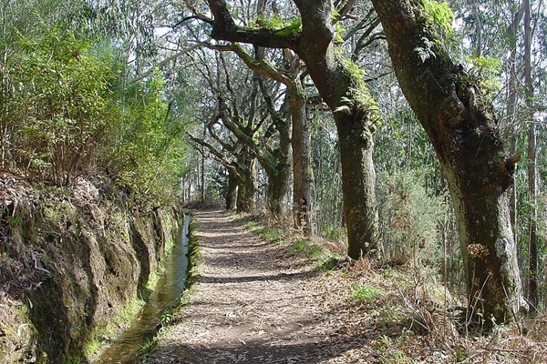 Rota - PR03FAI Levada - Capelo| Horta| Região Autónoma dos Açores| Portugal