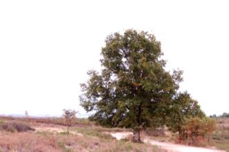 Rota -  GR 298 Etapa 1 - Grande Rota dos Moinhos e dos Lameiros - Portelo| Bragança| Terras de Trás-os-Montes| Portugal