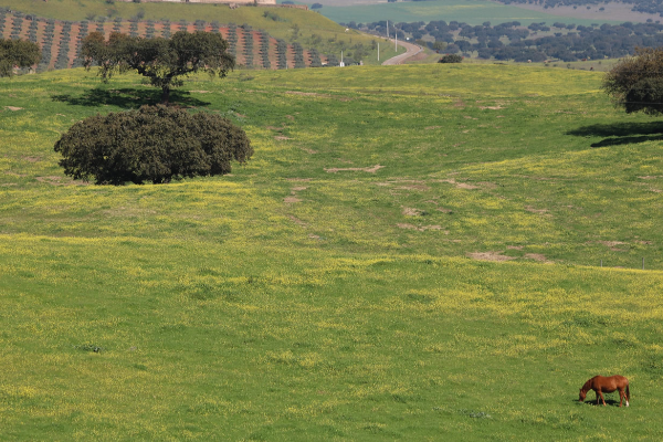 Rota - PR3 – Percurso Raiano entre Cal e Mel - Ouguela| Campo Maior| Alto Alentejo| Portugal